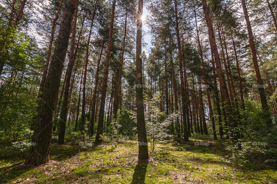 Sunlight in the forest