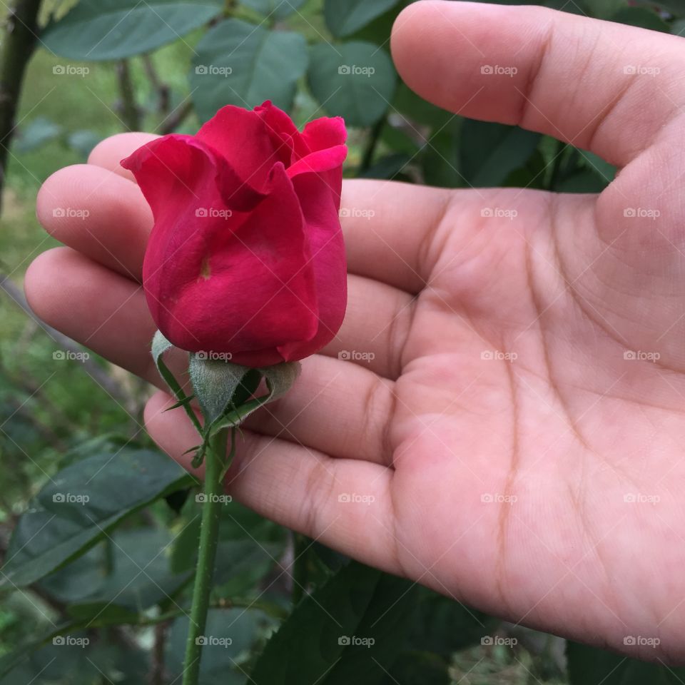 Red flower.