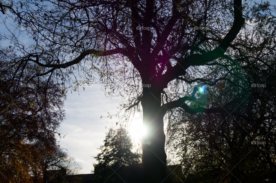 Sun behind a tree