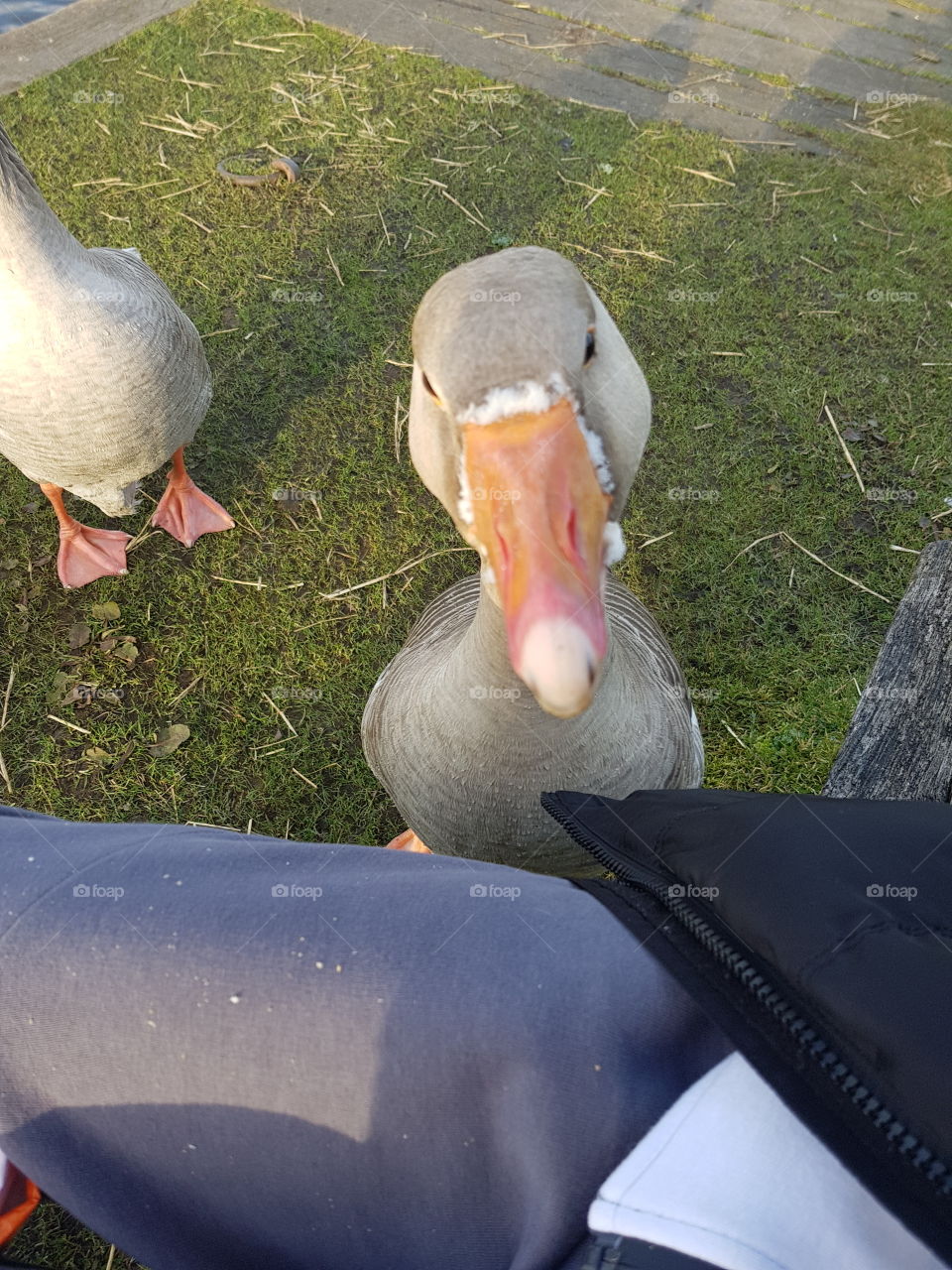 Feeding Geese With Kids