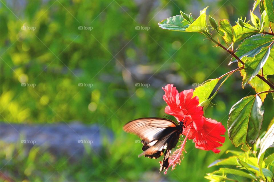 Red Flower Butterfly