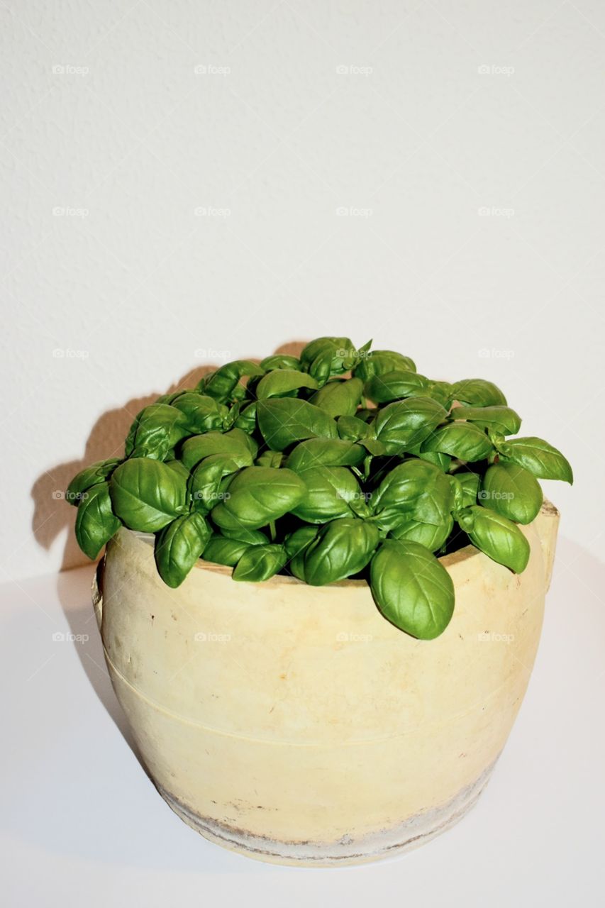 basil pot