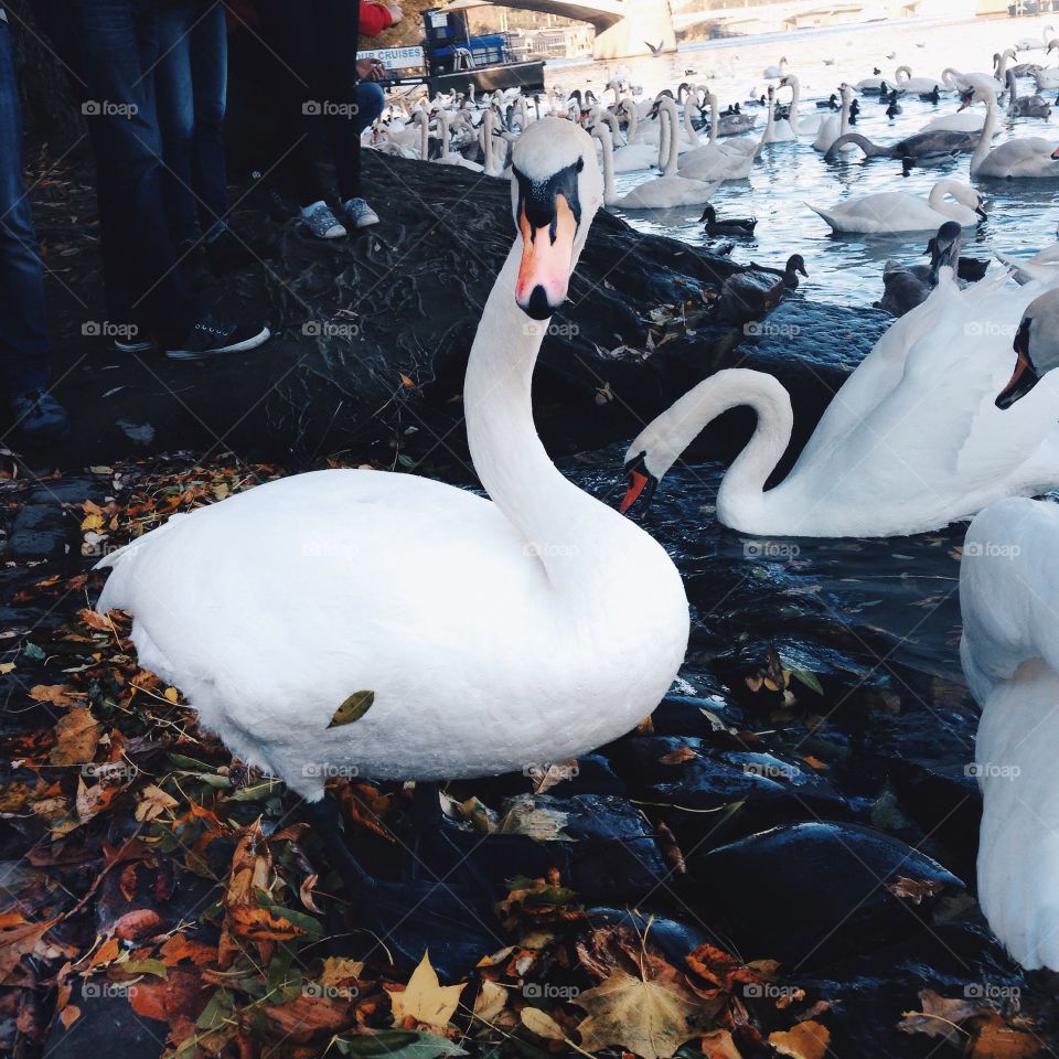 Beautiful swan in the lake