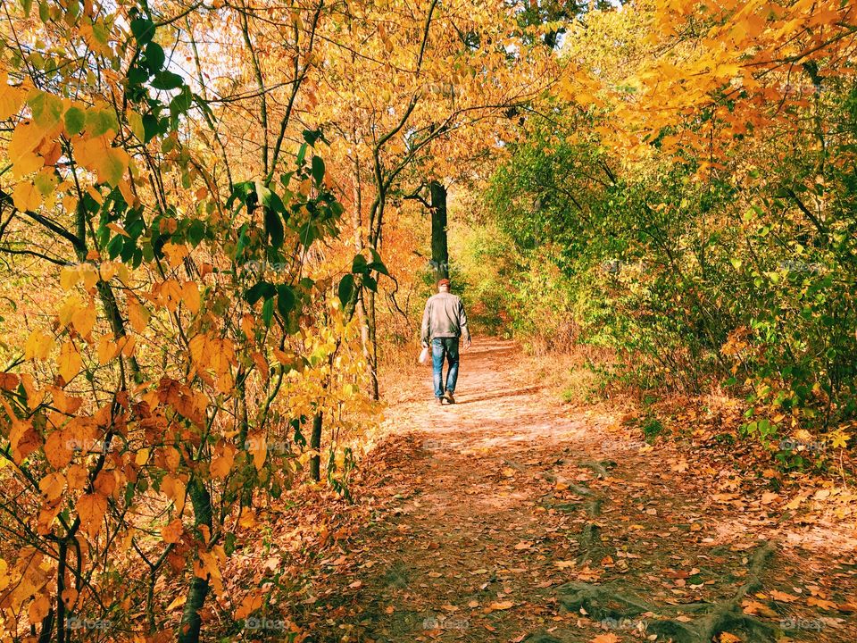 Fall, Leaf, Wood, Tree, Nature