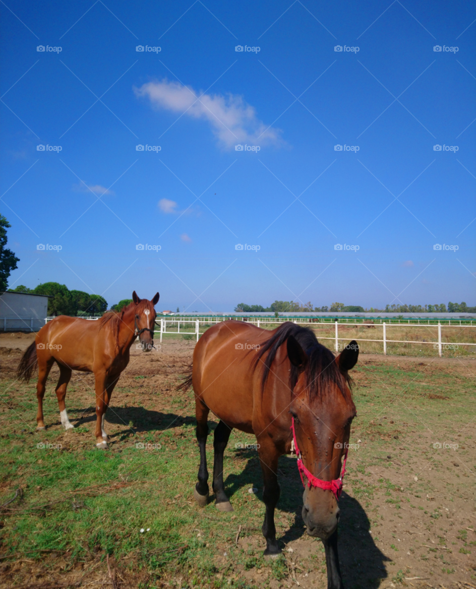 Beautiful horses range