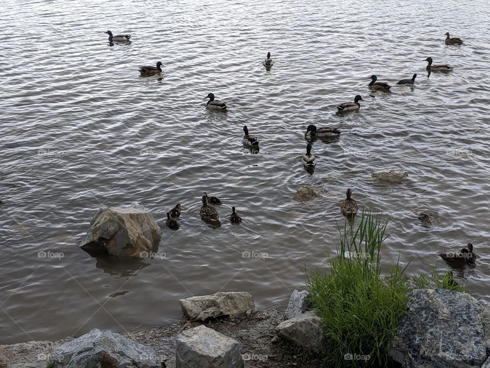A Lake in Utah with Mommy and Baby Ducks ©️ Copyright CM Photography