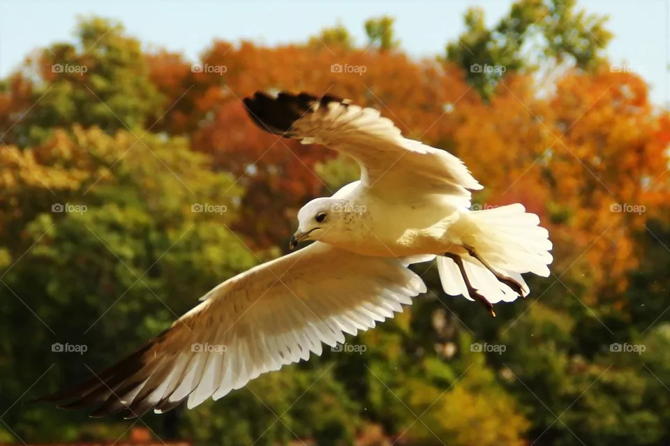 Bird
