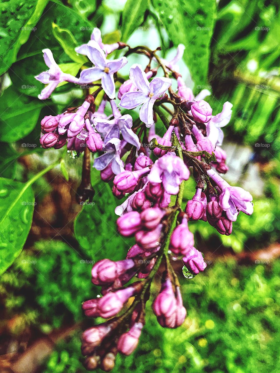 Rainy day in my garden 