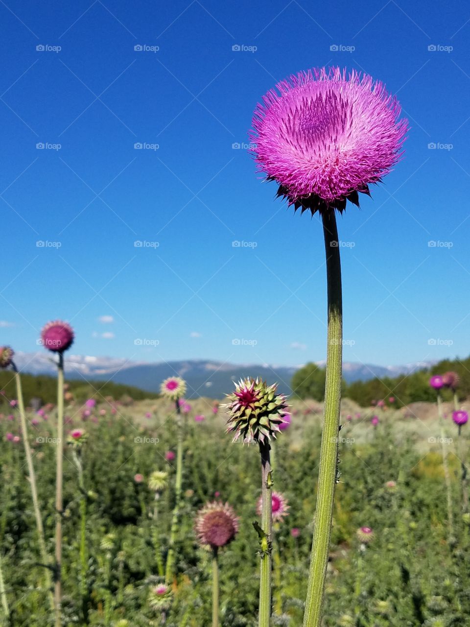 wildflower of Colorado