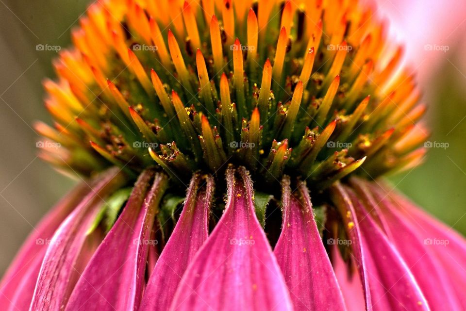 Cone flower 