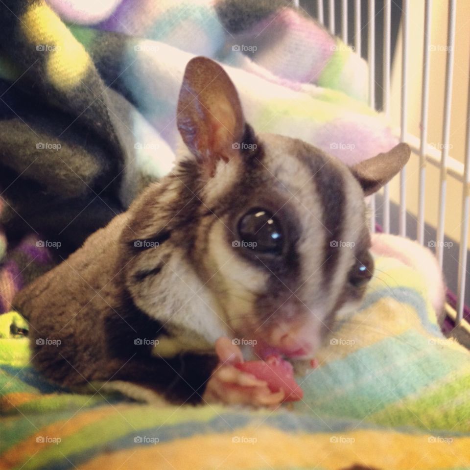 Snack time for my sugar glider, Mia. 