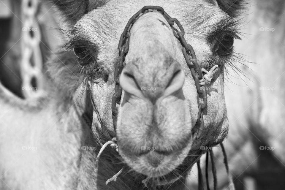 Cute camel portrait closeup in monochrome