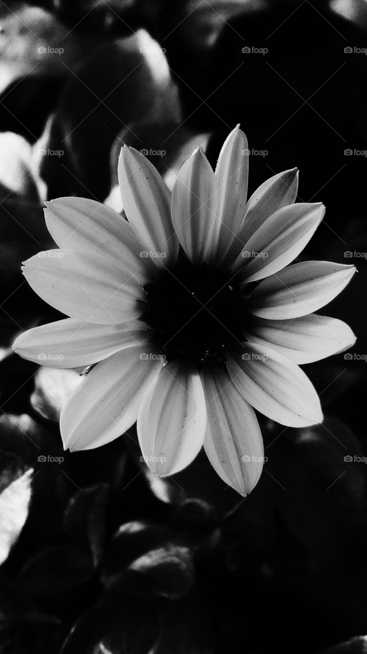 Blooming flower in monocrome
