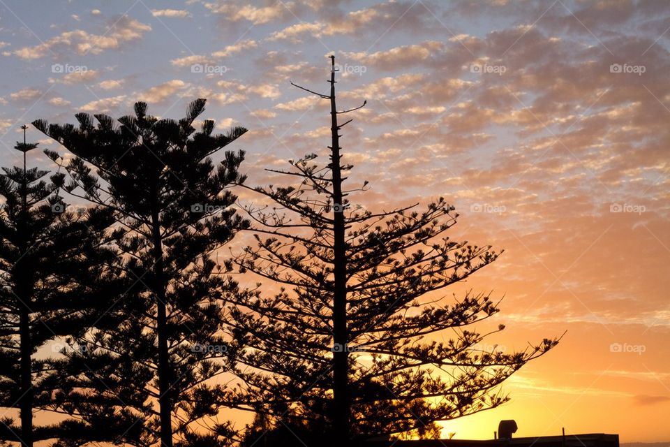 Sunset Through the trees