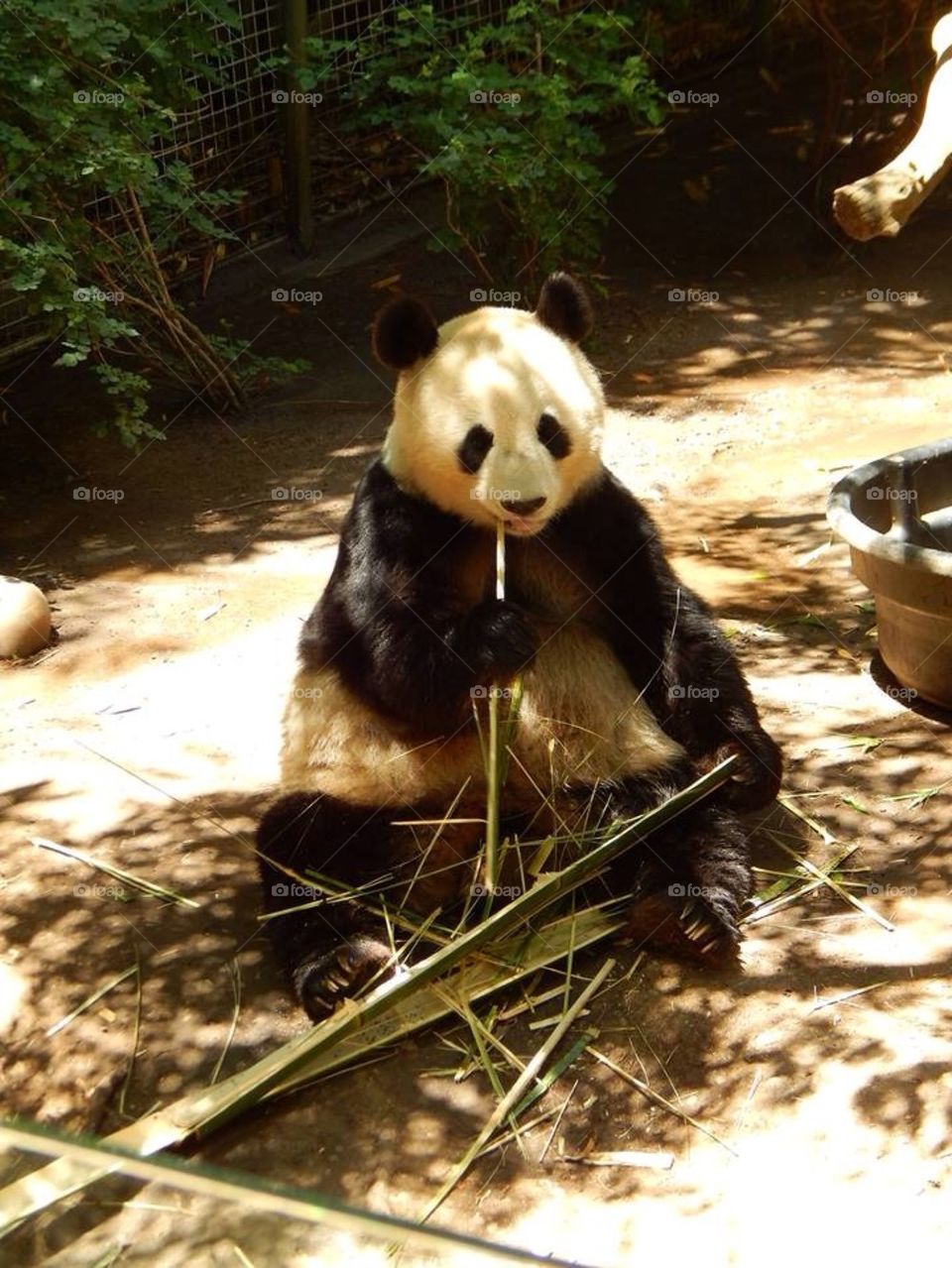 Panda Bear