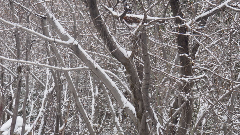 Winter branches. Winter tree branches covered in snow