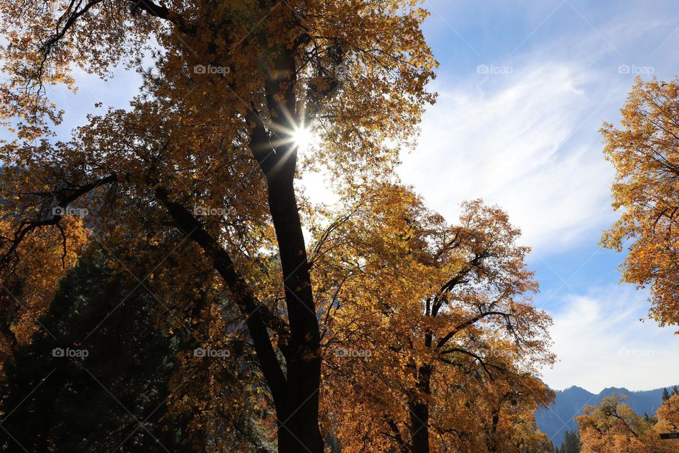 Sun through the tree