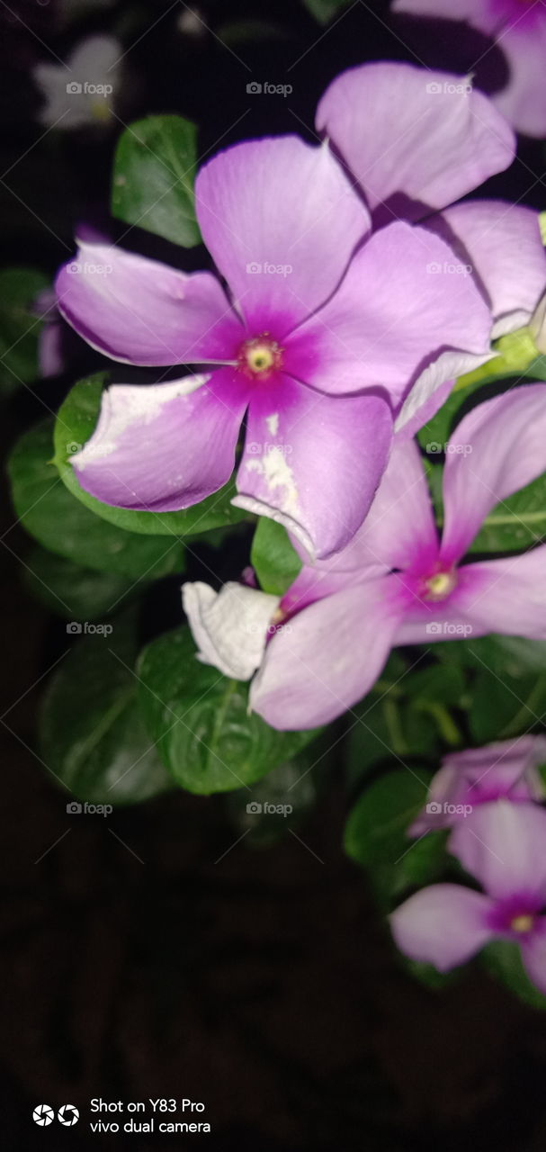 #foap #infoapartemen #foapjuly18 #foapaug18 #foapfeb18 #foapapril17 #foapers #foapjune18 #fotografoaprendiz #sfoapprentices #foaper #infoapartment #foapmission #foapmay18 #foapapr18 #foapit #infoaplikasipaytren #infoapple #foapom #foapjan19 #infoapp