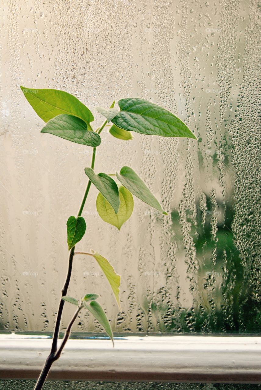 close-up of green plant