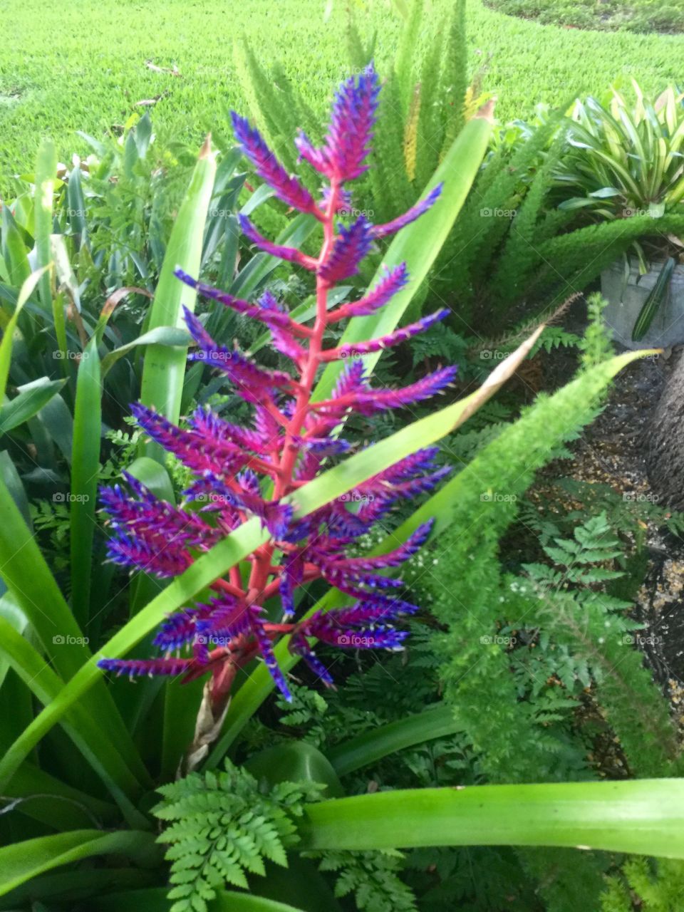 Purple spike bromeliad 