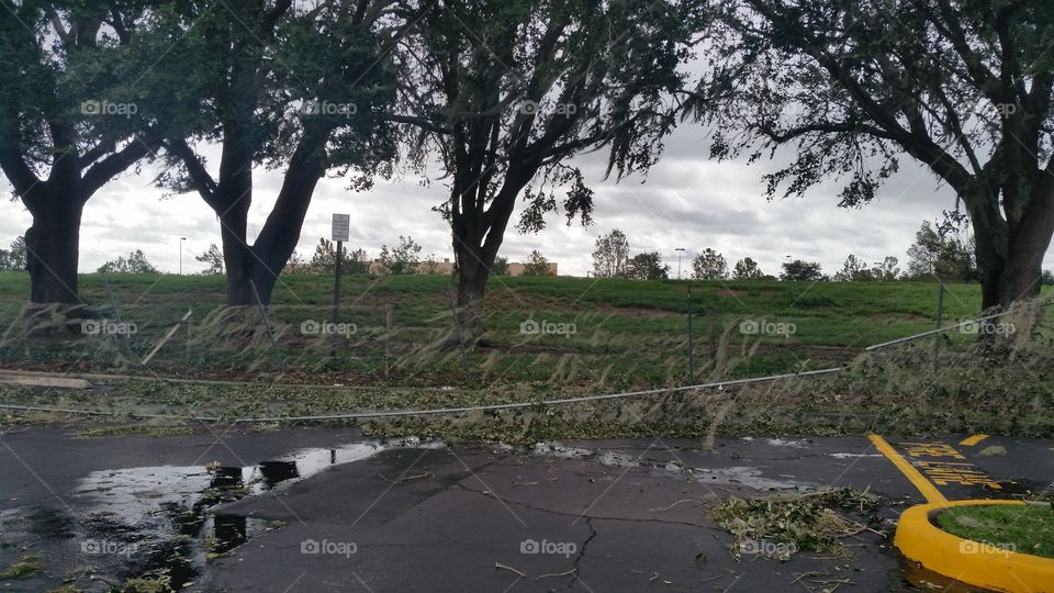 fence falling, leaves