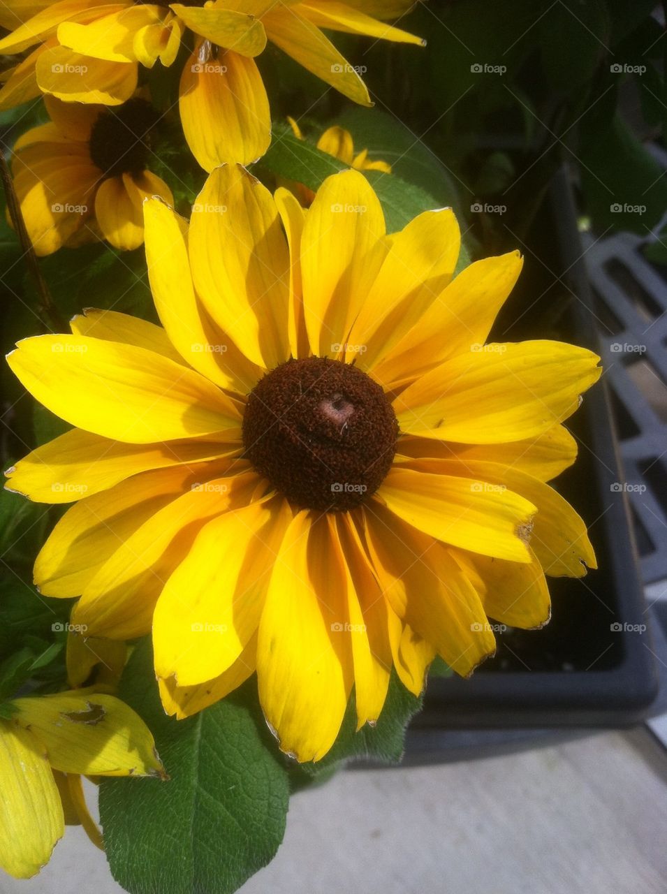 Black eye Susan. A black eyed Susan growing in my garden