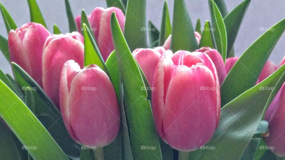 close up of a bouquet pink tulips