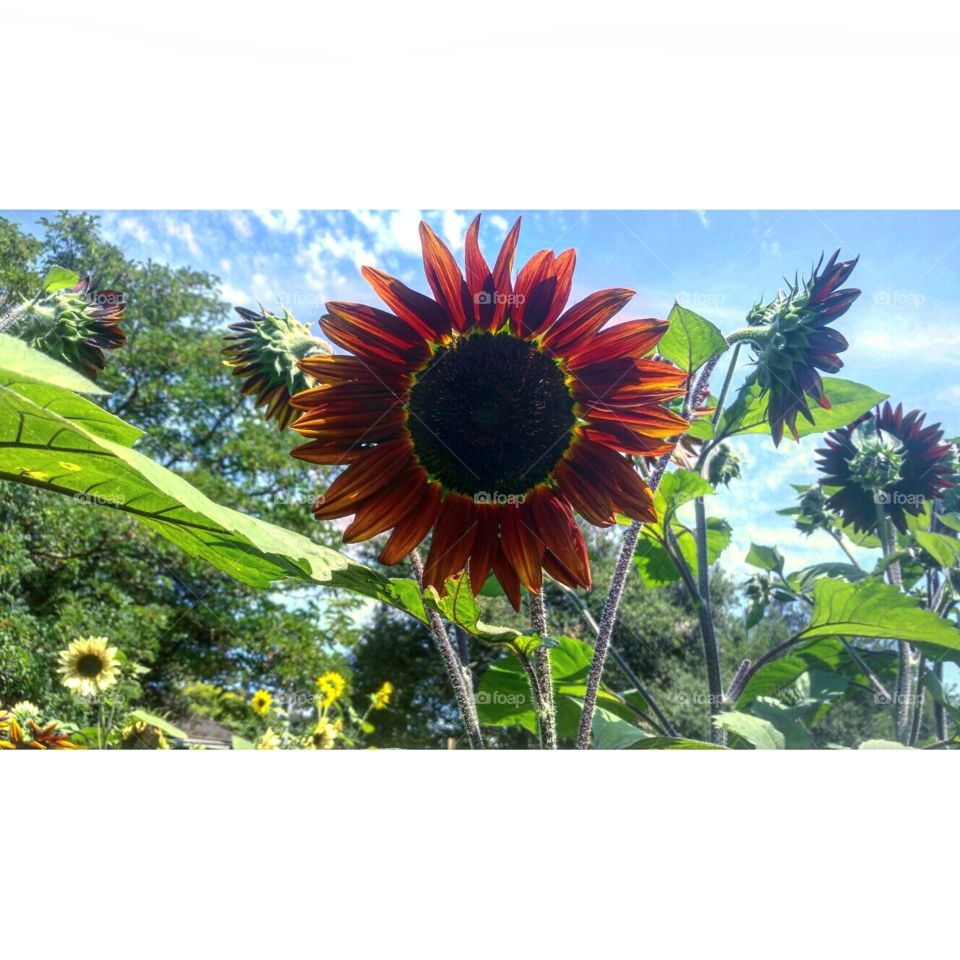 Drop Dead Red Sunflower