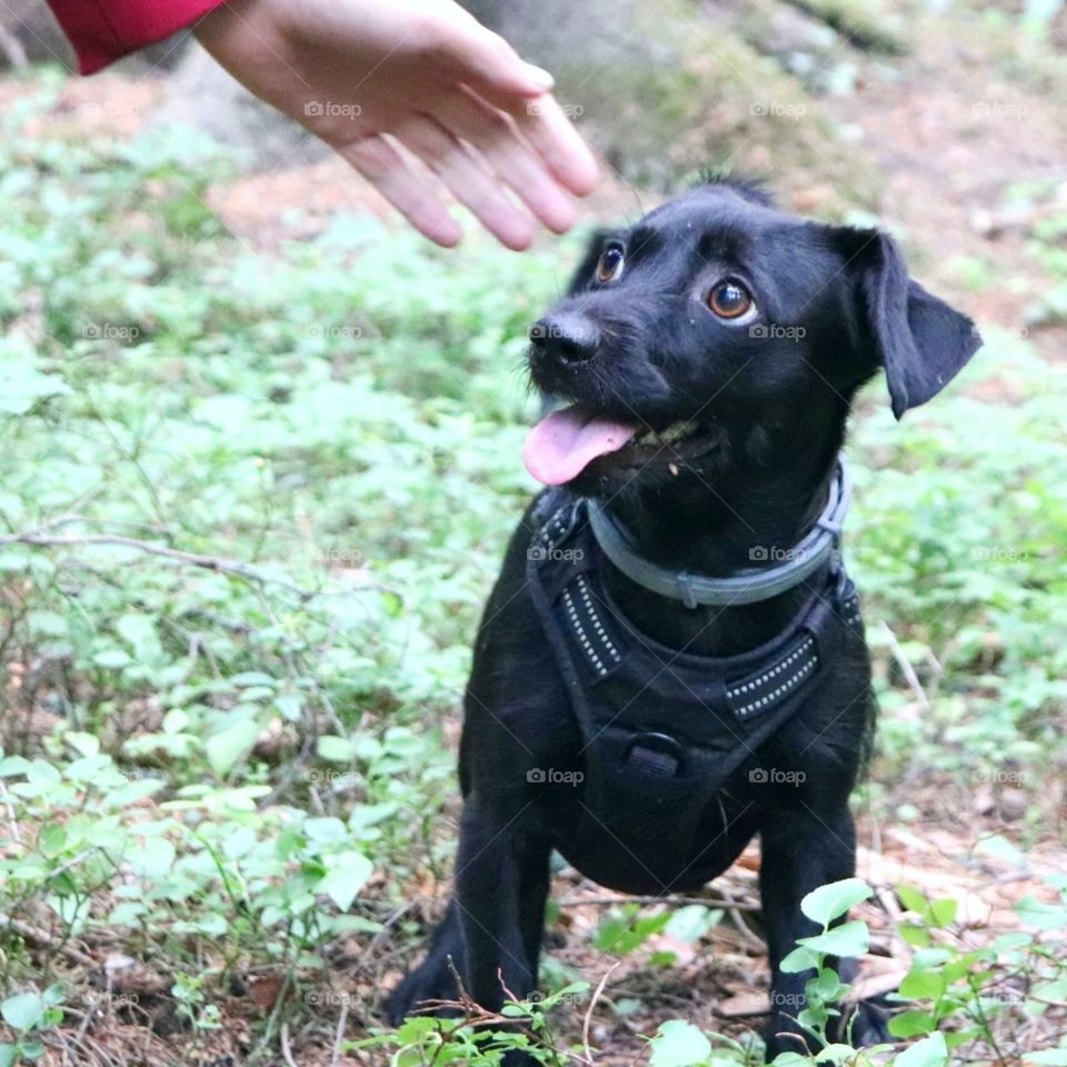 Friendship with dog at forest