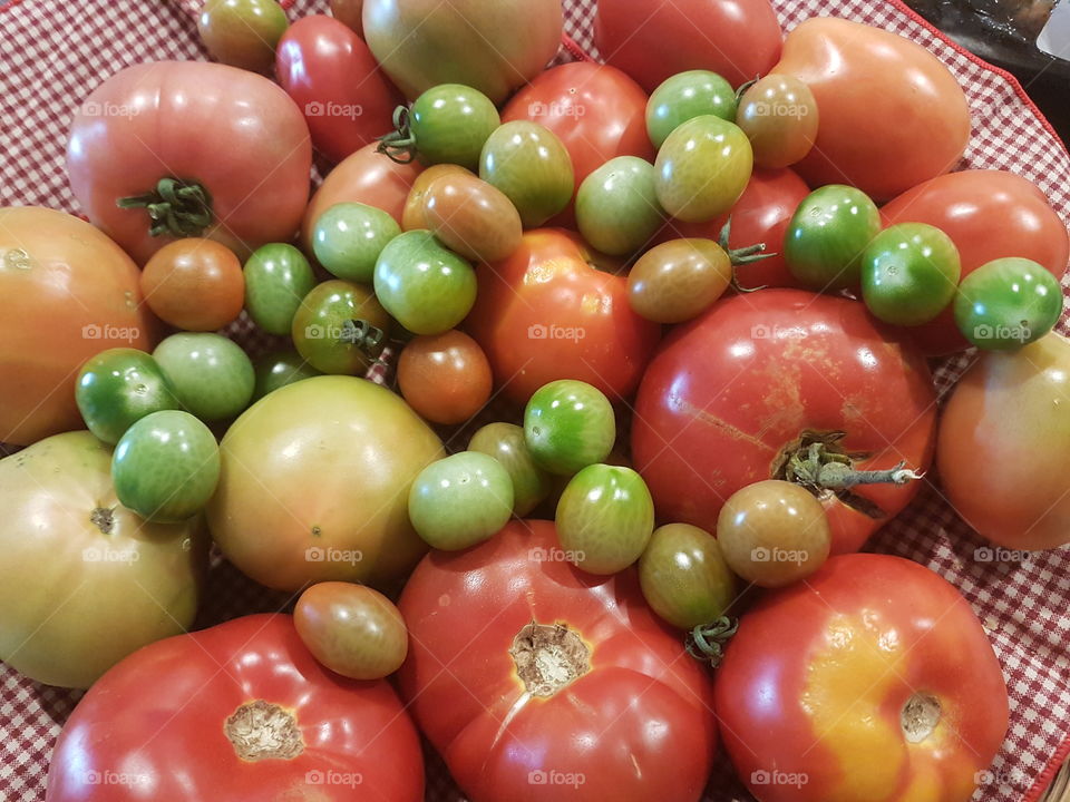 Tomatoes freshly picked