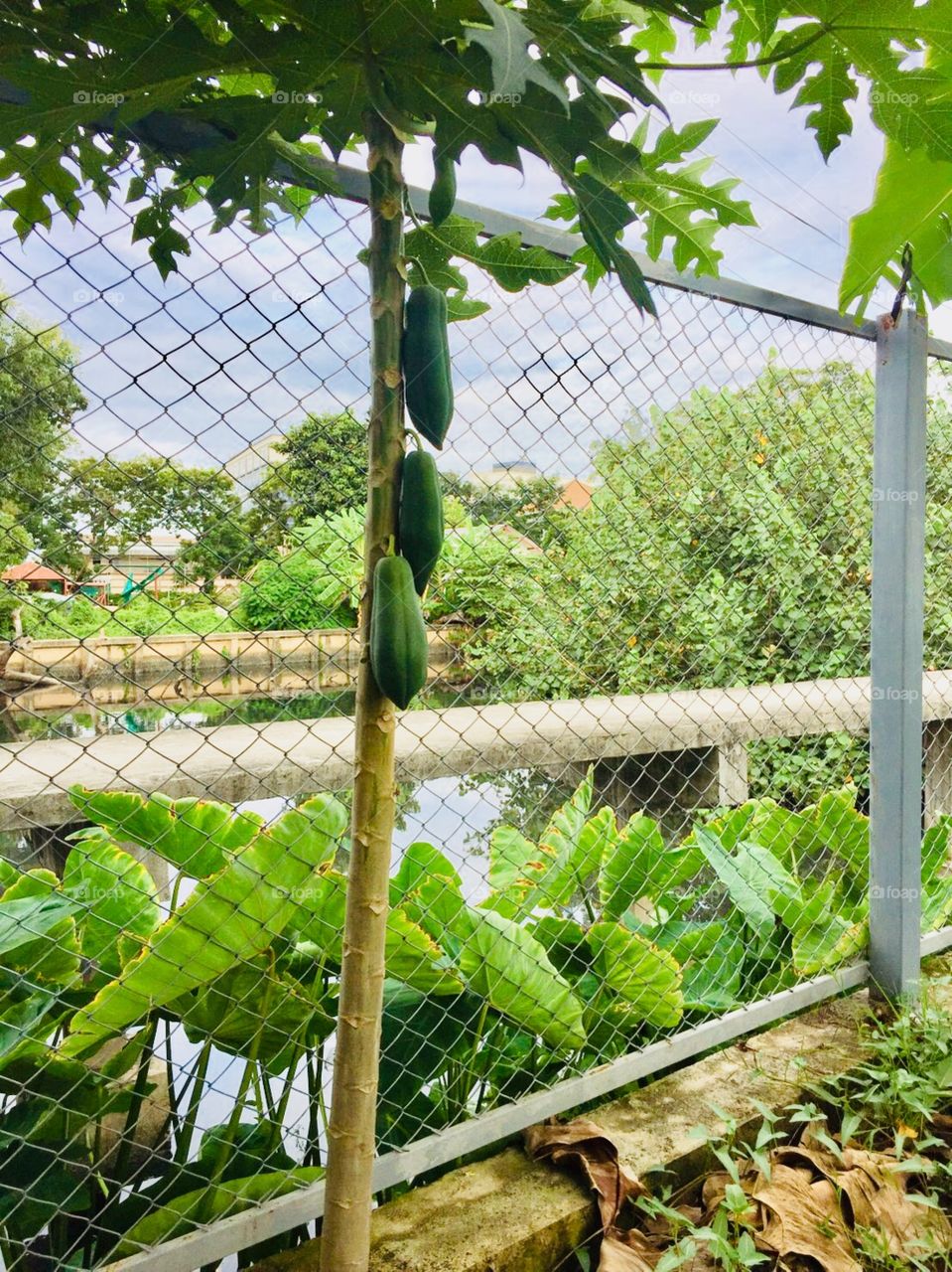 Potato at my riverside