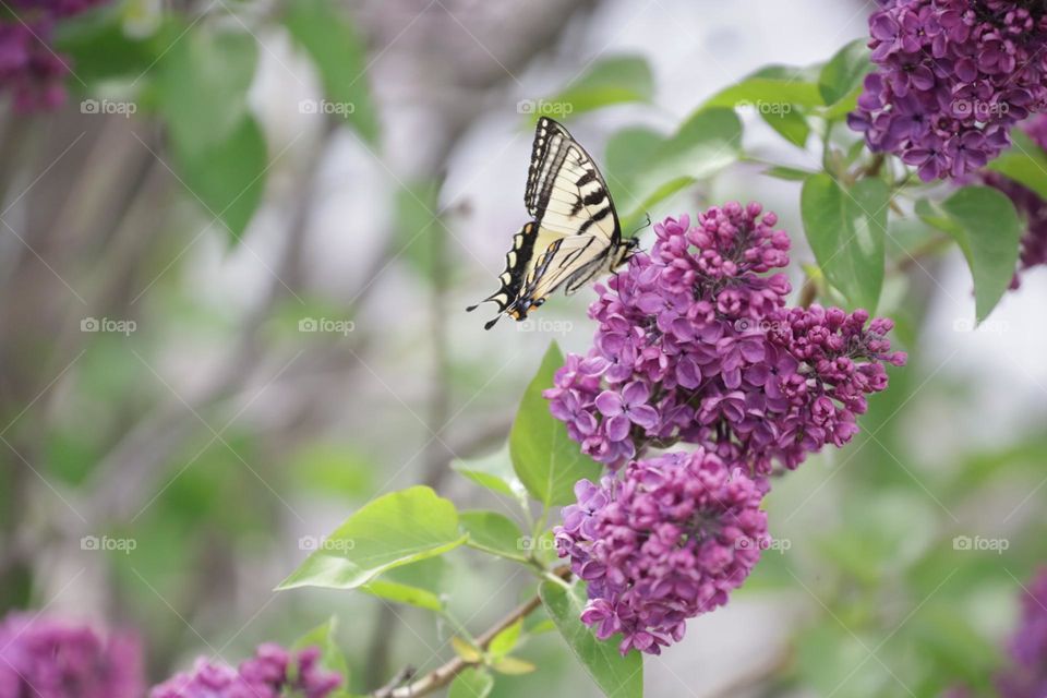 Beautiful butterfly 