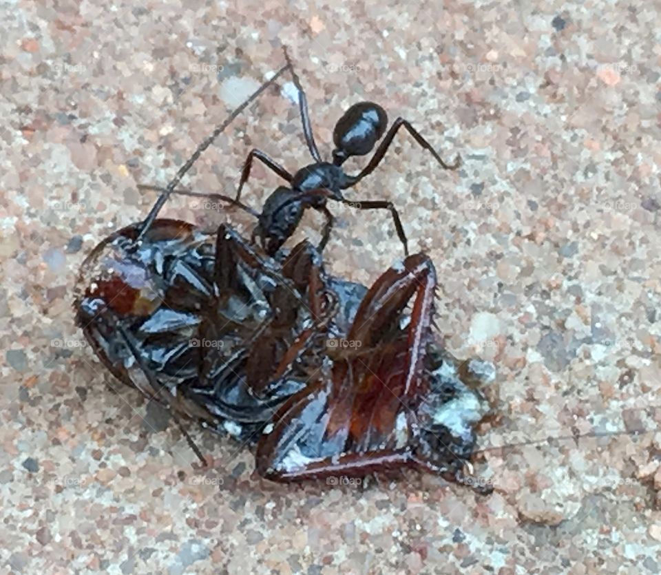 Black ant dragging dead cockroach 