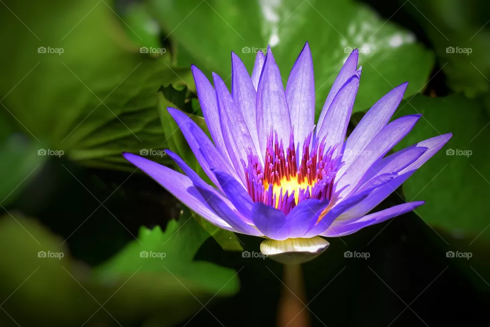 lotus