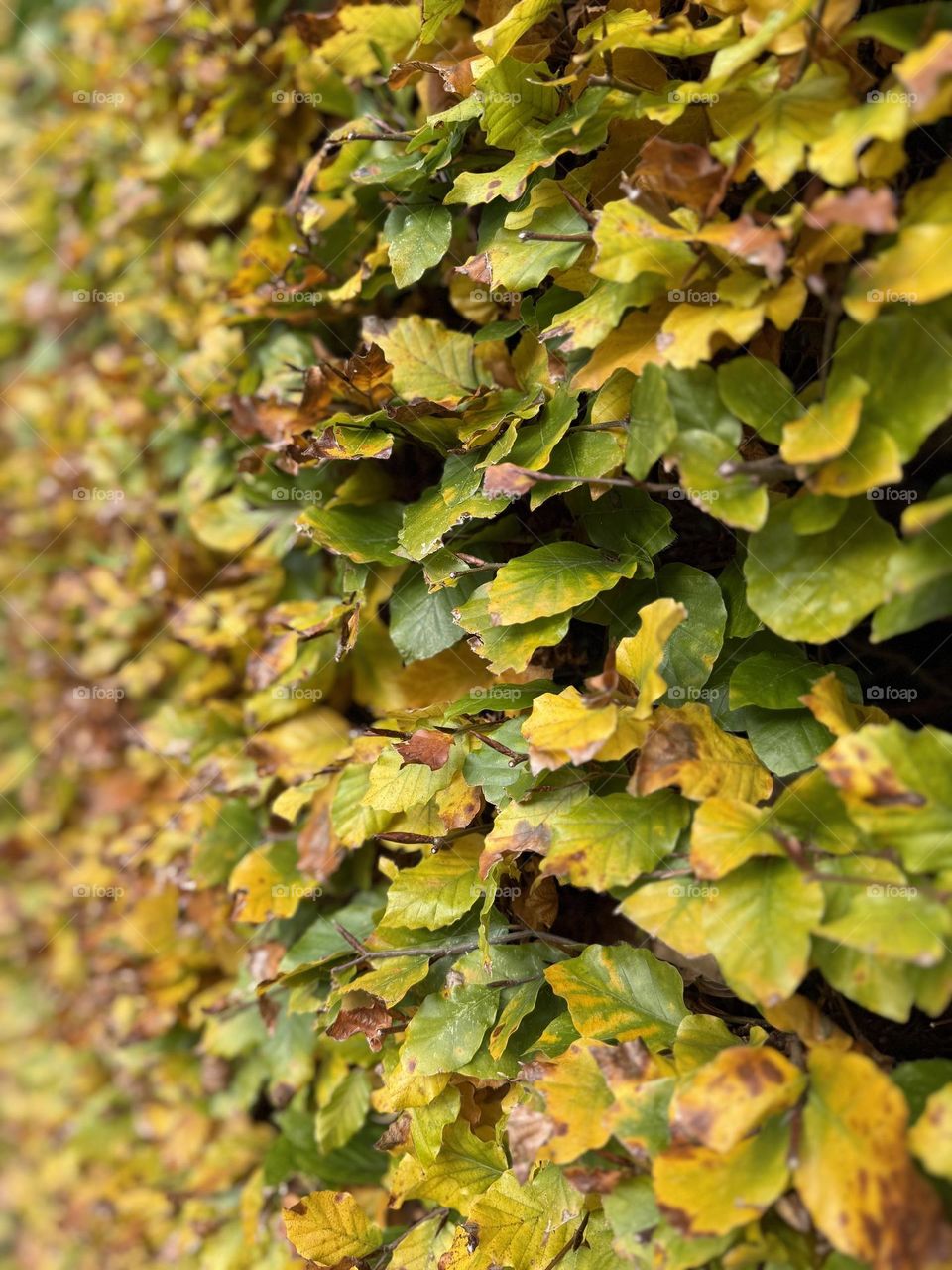 A colourful beech hedge in autumn with leaves turning from green to yellow and brown