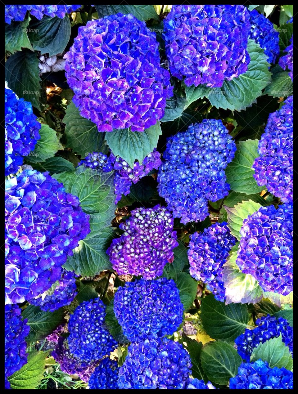 Hydrangea 