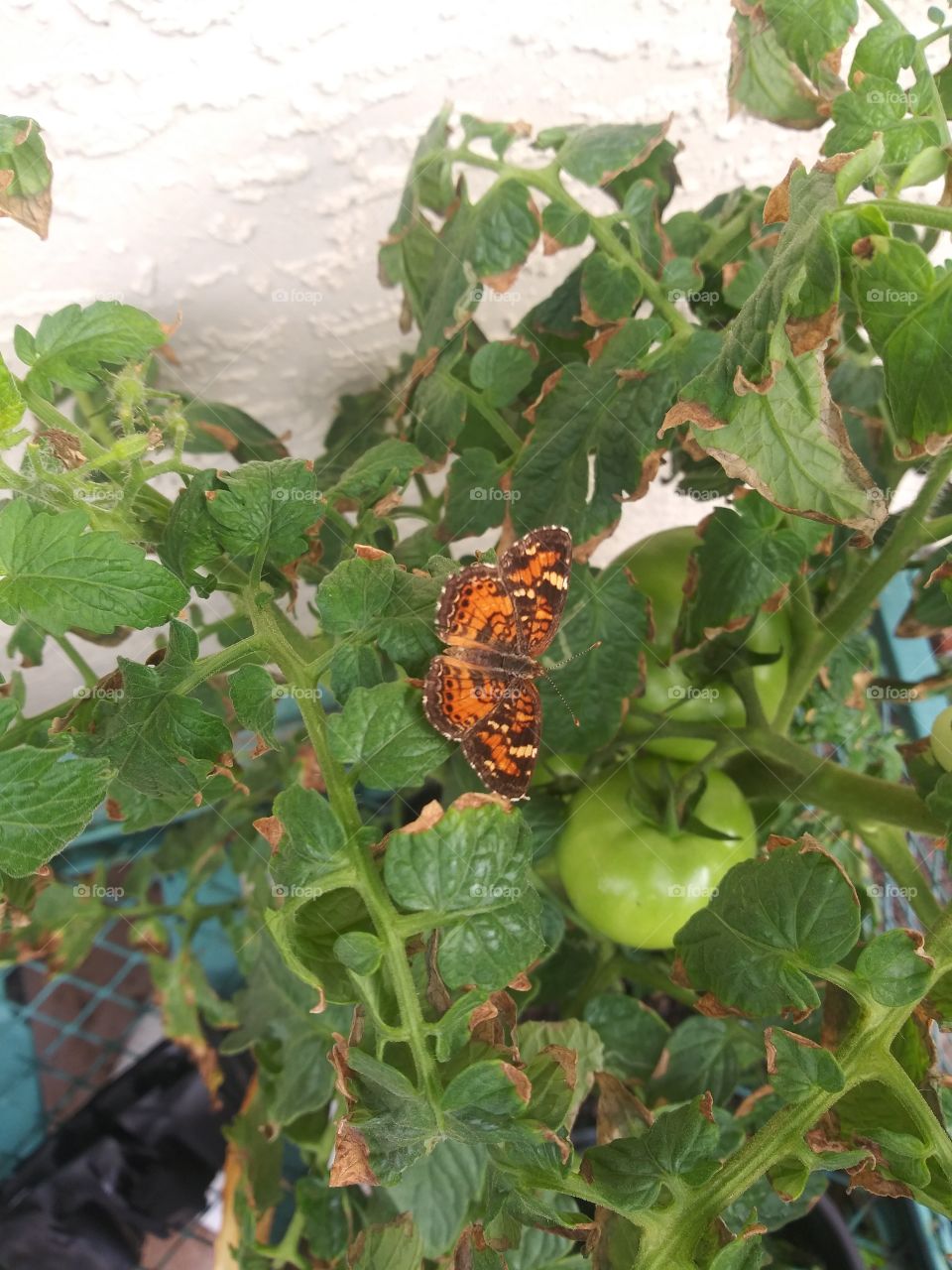 Butterfly close up