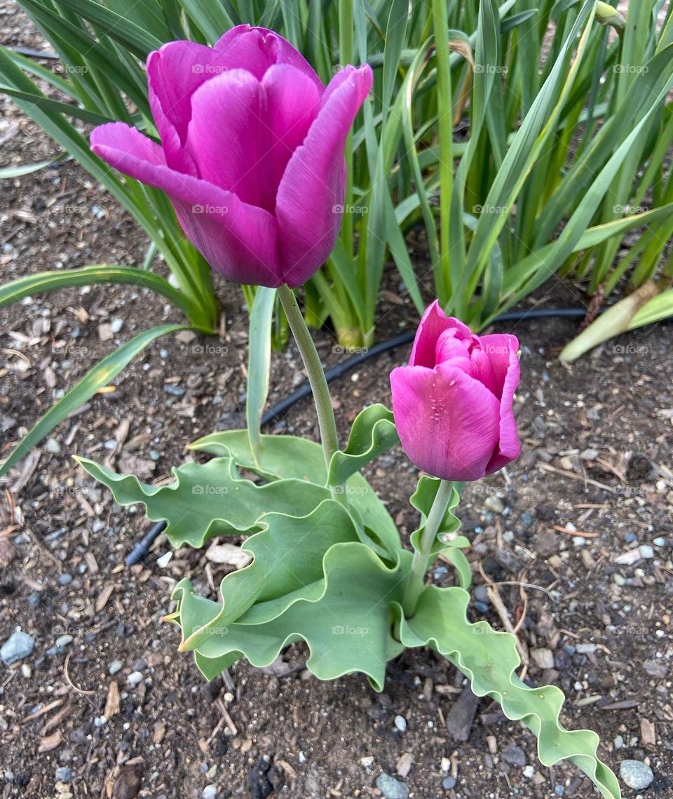 Tulips blooming in spring