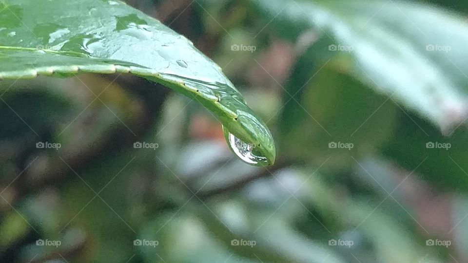 Rain, Leaf, Dew, Drop, Nature