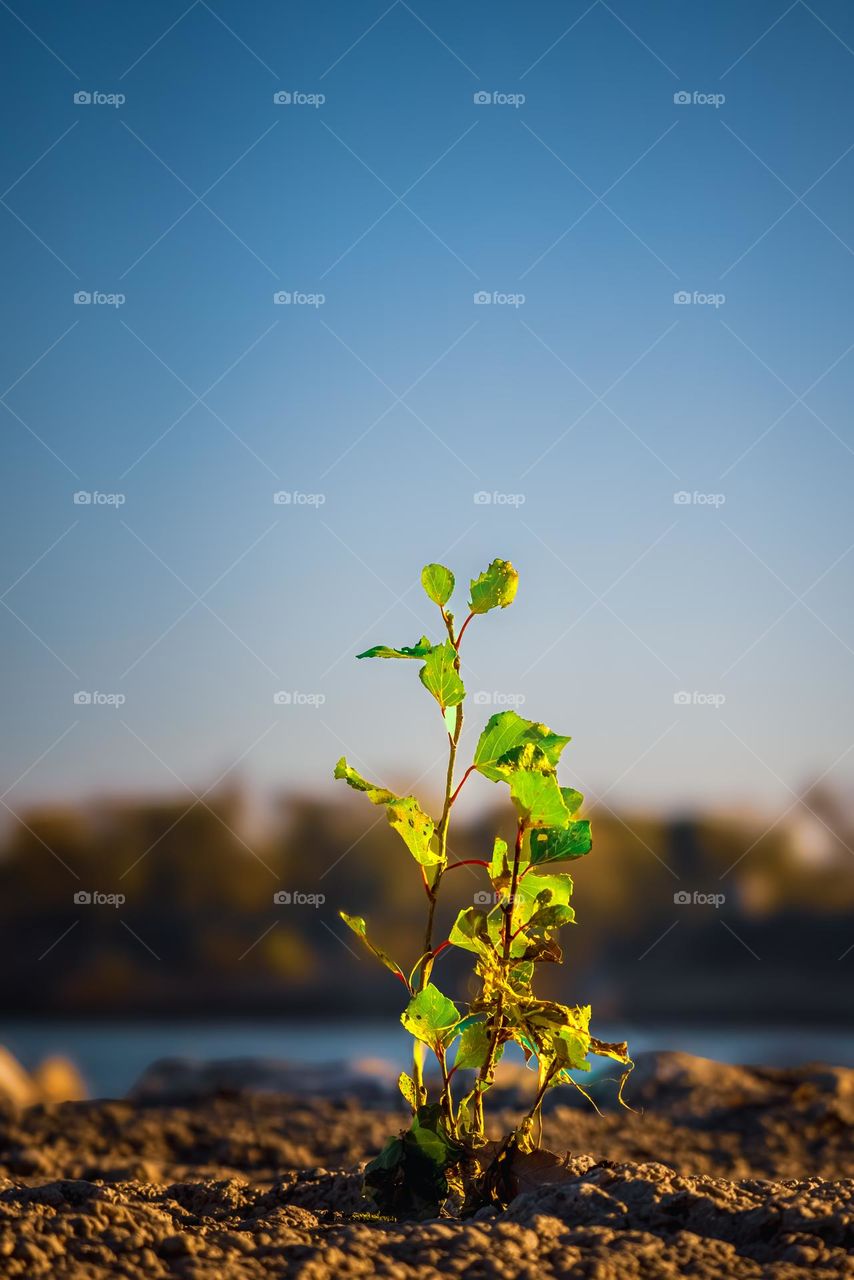 a lonely plant grew in a rocky area