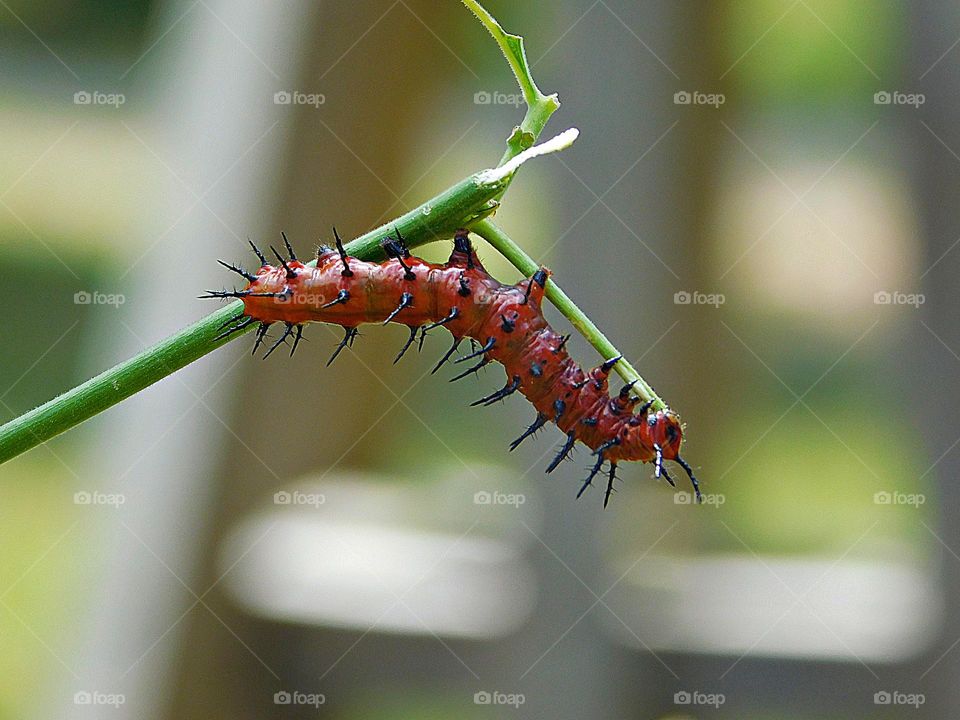 Butterfly larvae—more commonly known as caterpillars—are more charismatic than most of their cohorts. Caterpillars are notoriously voracious, consuming grass, leaves, and other plant material as they grow up to 1,000 times their original birth weight