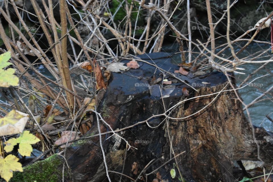 Nature, Water, Tree, Fall, Leaf