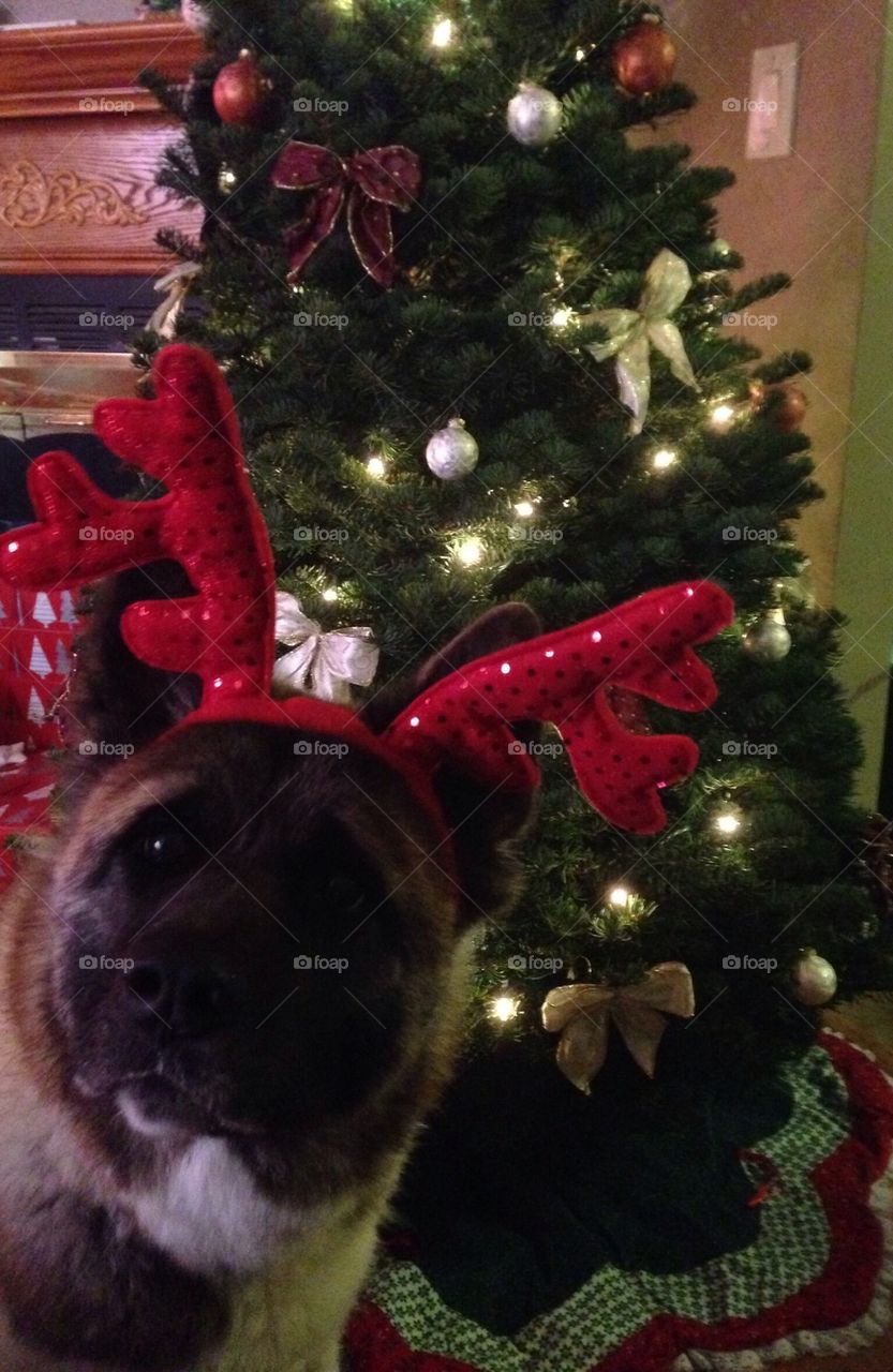Christmas Dog