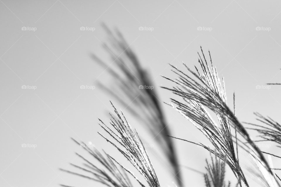 Black and white photo of blooming pampas grass