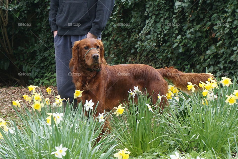 Quinn walking with his “nosey lead” stops him pulling ... admiring the daffodils .. not too close though as he suffers from hay fever 😂