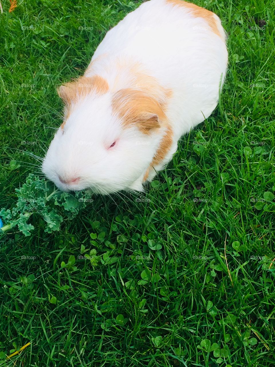 Guinea pig eating kale