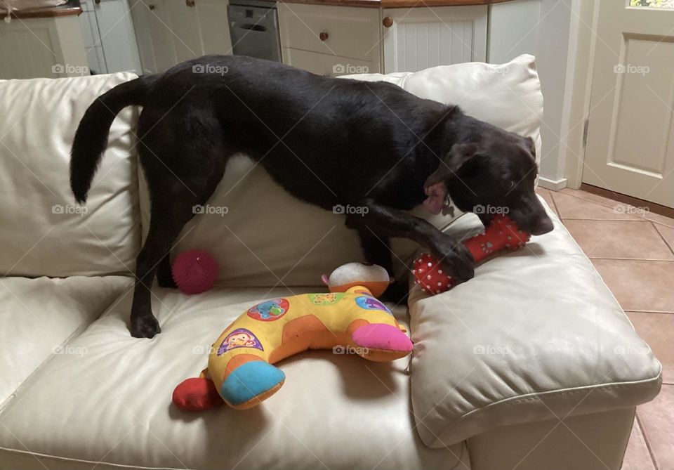 Dog with toys