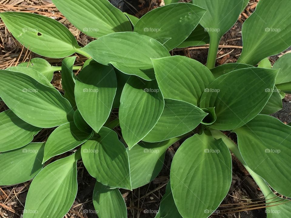 Hostas