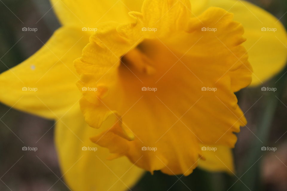 Same daffodil, different angle