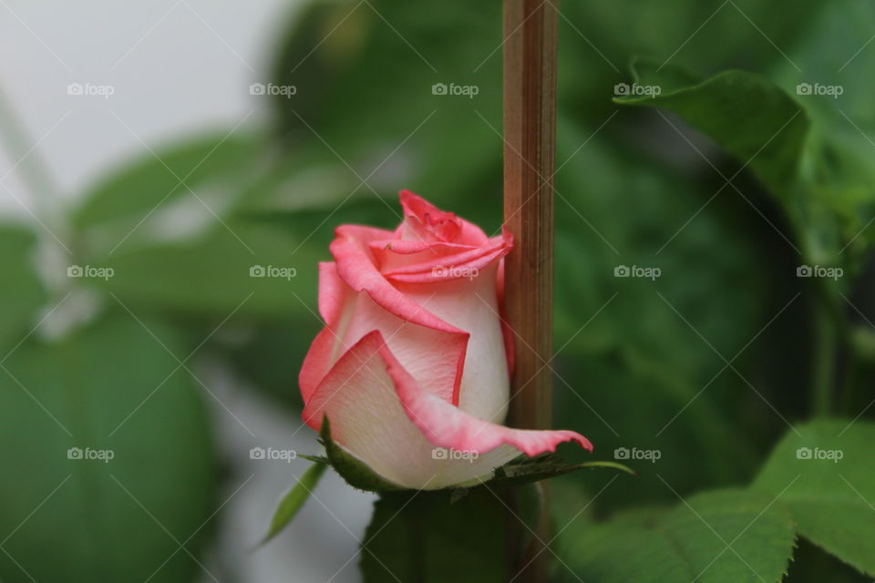 Rosebud